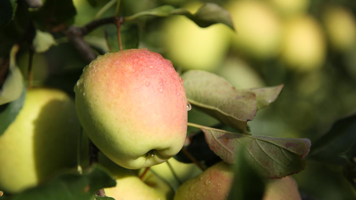 Accueil - Pomme du Limousin