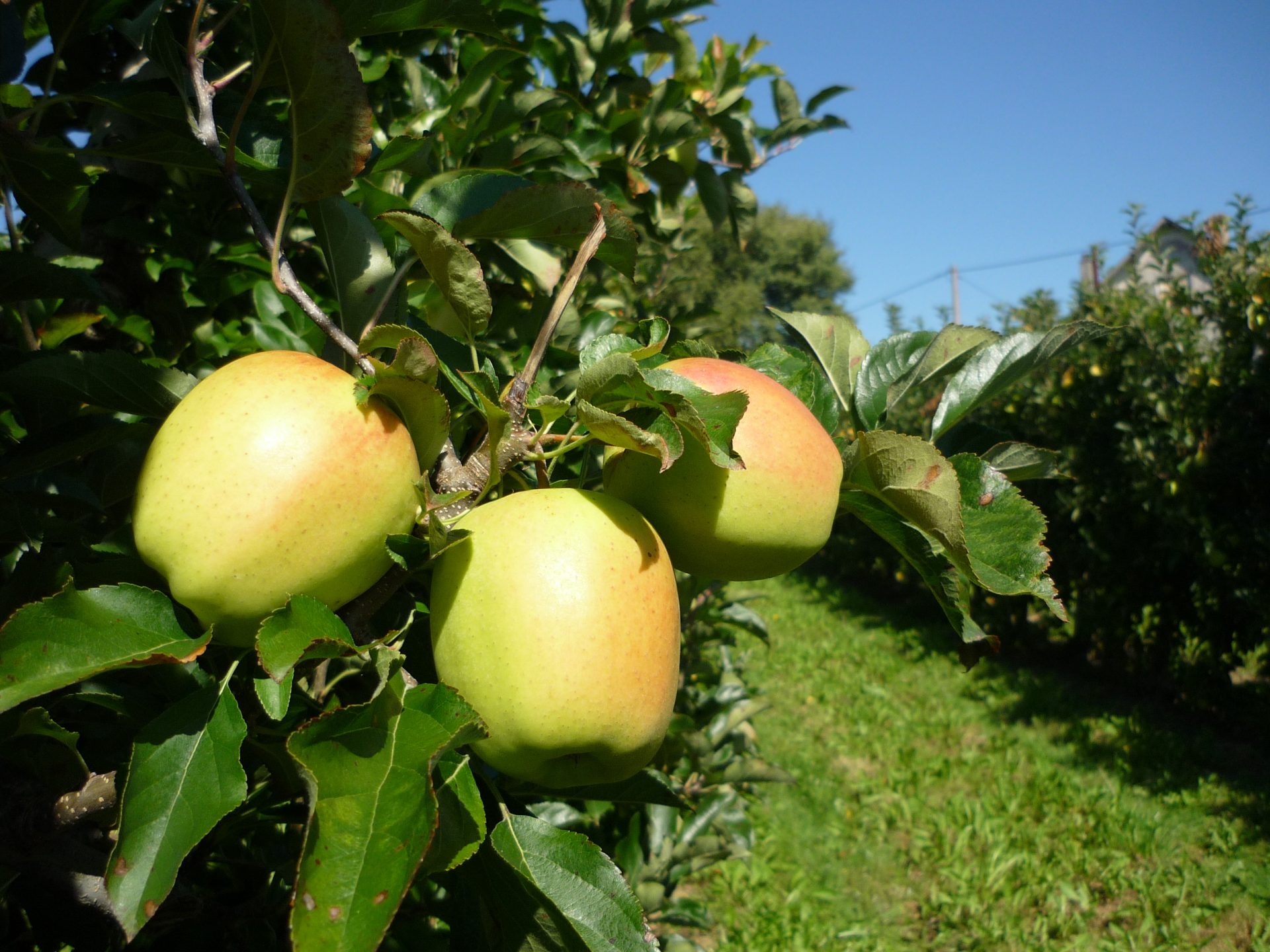 Accueil - Pomme du Limousin